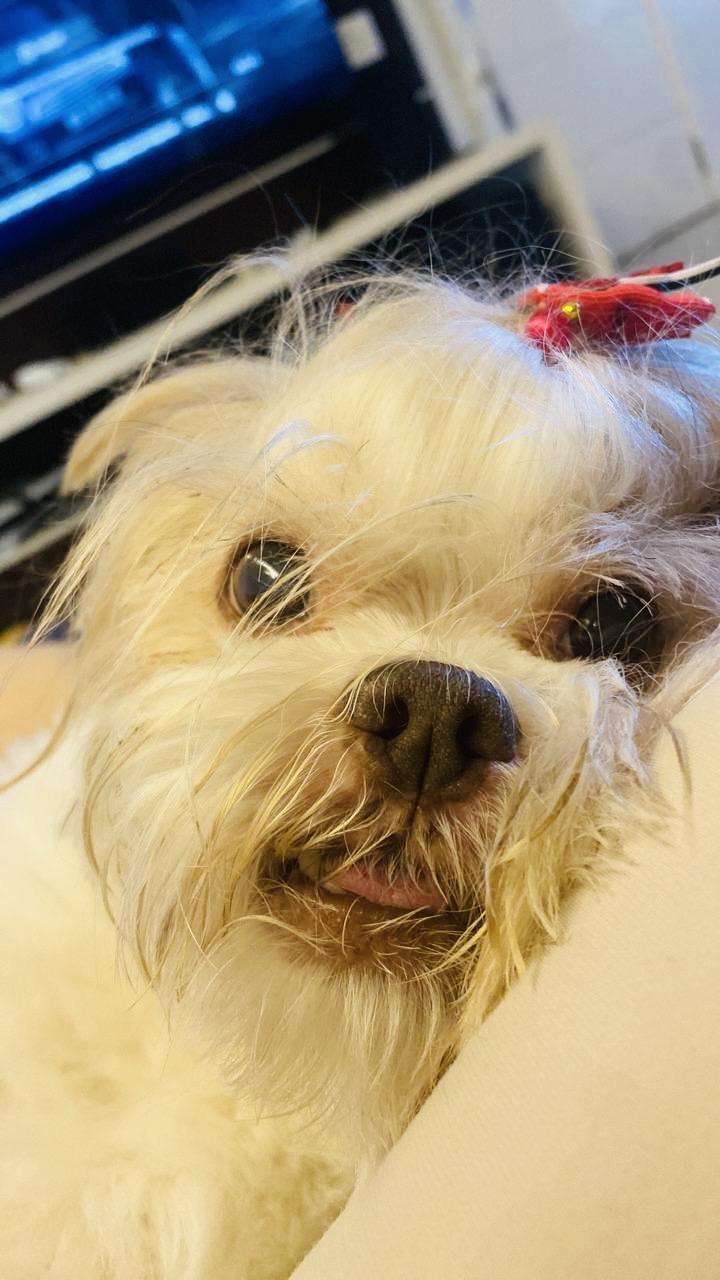 Precisamos amar para não morrer…